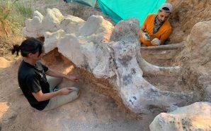 У Португалії знайшли гігантський скелет динозавра