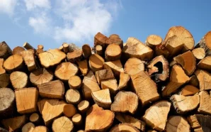 В Україні заборонили експортувати дрова