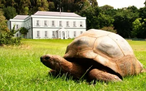 190-річна черепаха Джонатан – найстаріша наземна тварина у світі