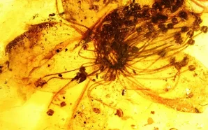 Найбільша квітка, що збереглася в бурштині, віком 33 млн років