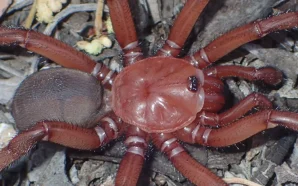 В Австралії виявлено новий вид гігантського павука