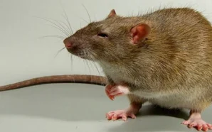 Мільйони щурів у Нью-Йорку можуть переносити COVID – дослідження